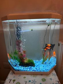 CIANO Aqua 30 Aquarium + Cartridges + Goldfish