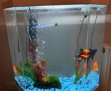 CIANO Aqua 30 Aquarium + Cartridges + Goldfish