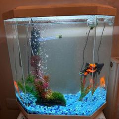 CIANO Aqua 30 Aquarium + Cartridges + Goldfish
