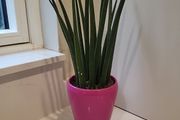 Sansevieria Cylindrica planter