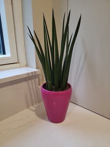 Sansevieria Cylindrica planter