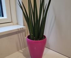 Sansevieria Cylindrica planter