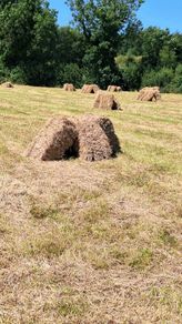 Top Quality small square bales of hay