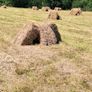 Top Quality small square bales of hay Image 2
