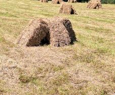 Top Quality small square bales of hay