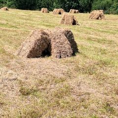 Top Quality small square bales of hay