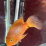 parrot fish Image 3