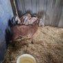 kid goats Image 7
