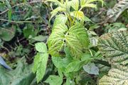 Organic raspberry plants / canes