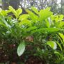 Laurel bare root hedging Image 3