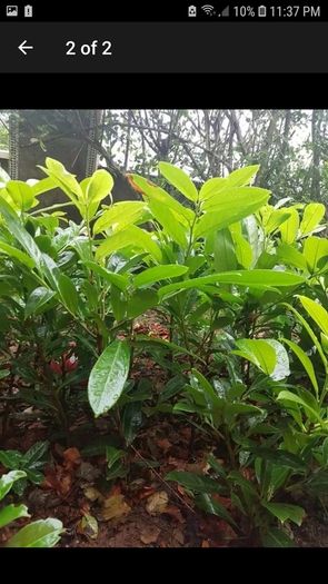 Laurel bare root hedging