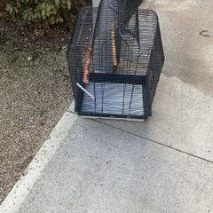 bird