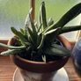 Indoor plant Image 2