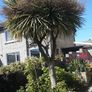 Cordoline. tree Image 2
