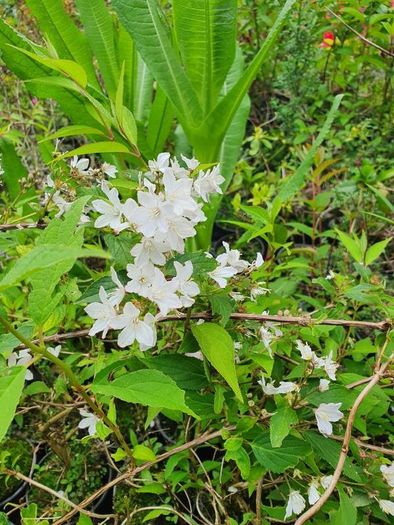 Shrubs, Garden Plants