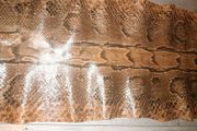 Genuine python hide 4m long