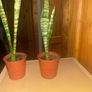 snake plant Image 2