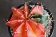 Variegated gymnocalycium mihanovichii cactus