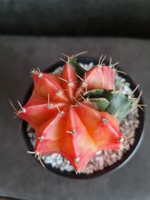 Variegated gymnocalycium mihanovichii cactus
