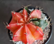 Variegated gymnocalycium mihanovichii cactus