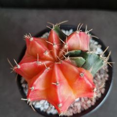 Variegated gymnocalycium mihanovichii cactus