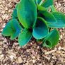 Giant Blue Hosta Plant Image 2