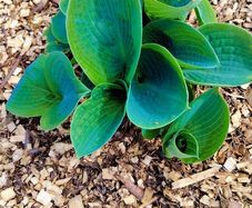 Giant Blue Hosta Plant
