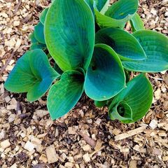 Giant Blue Hosta Plant