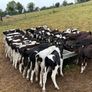 45 Fresian Bull Weanlings For Sale Image 2