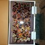 Sage Precision Brewler Thermal machine Brand new Image 10
