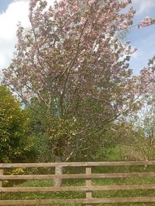 Mature Trees