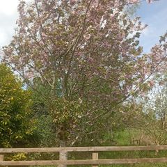 Mature Trees