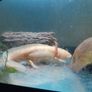 Axolotl X 2 , 200 litre tank and stand Image 2