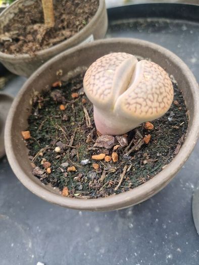 Plants bundle.