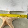 Large Natural Starfish: Unique Ocean Decor 19 x 17 cm. Image 3