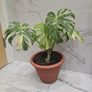 Monstera Thai Constellation - rare plant Image 7