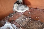 quail