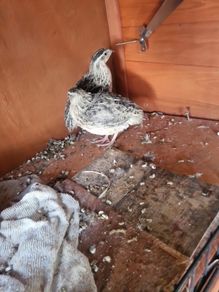 quail