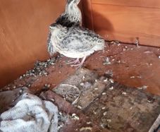 quail