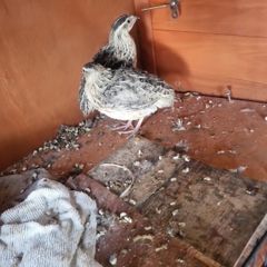 quail