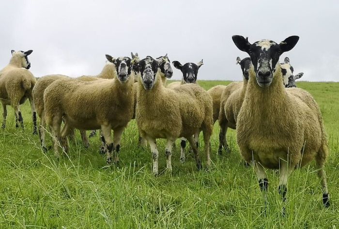 24 Scotch Mule Hogget Ewes