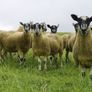 24 Scotch Mule Hogget Ewes Image 3