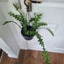 Fishbone cactus in hanging pot Image 2