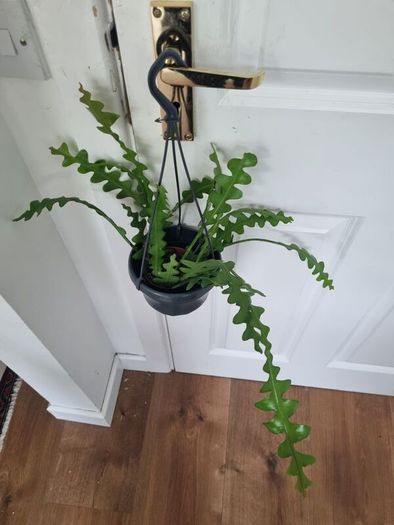 Fishbone cactus in hanging pot