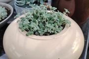 Succulents with Pot