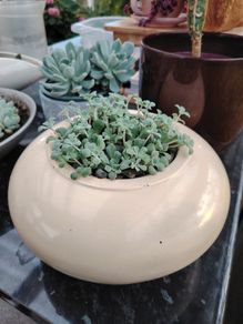 Succulents with Pot