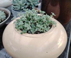 Succulents with Pot