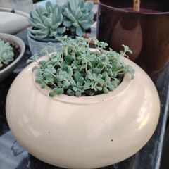 Succulents with Pot