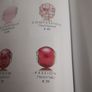 New genuine pandora essences passion charm Image 3