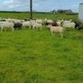Hoggetts Image 6
